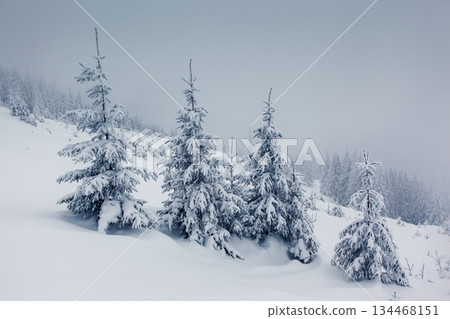 winter 134468151