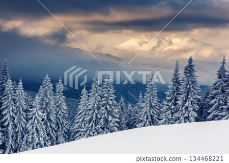 winter winter 134468221