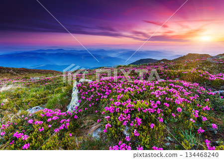 flower 134468240