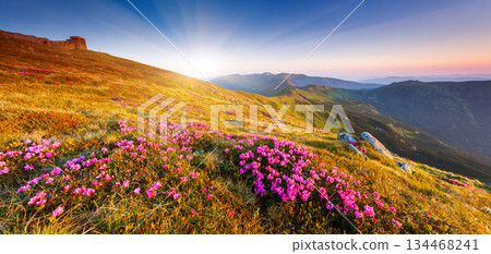 spring spring 134468241