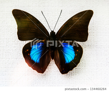 butterfly butterfly 134468264