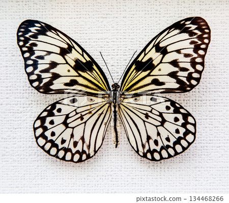 butterfly butterfly 134468266