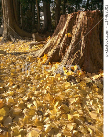 Autumn forest, large sunlit stumps and a carpet of ginkgo trees 134468302