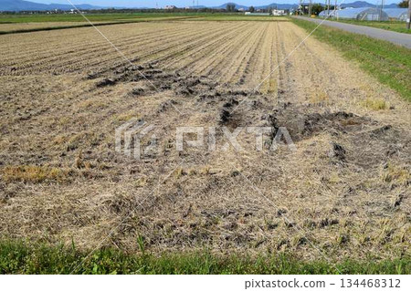 Autumn rural scenery Shonai, Yamagata Prefecture 134468312