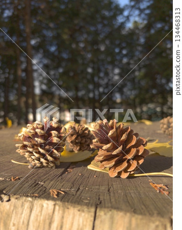 Pinecone on a stump 134468313