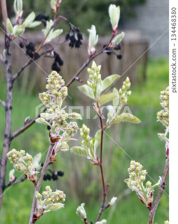 Fresh shadbush or sarvisberry or Amelanchier buds in the early spring 134468380