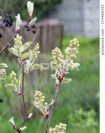 Amelanchier buds and flowers in early spring. Selective focus 134468381
