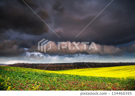 field field 134468395