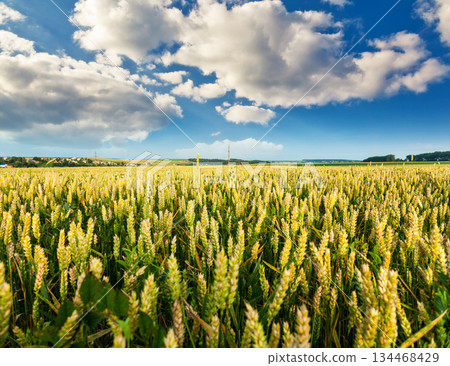 field field 134468429