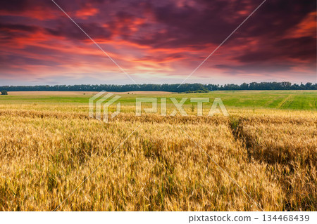 wheat wheat 134468439