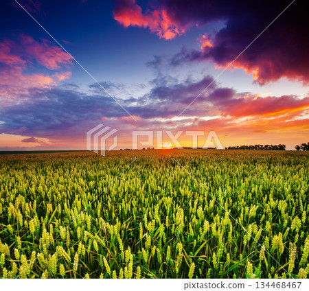 field 134468467