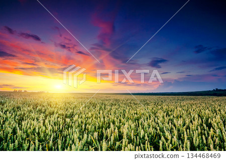 field field 134468469