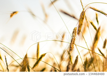 wheat 134468480