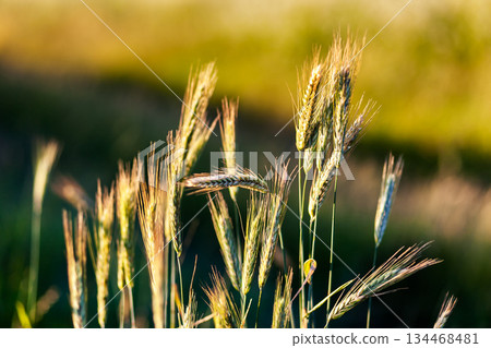wheat wheat 134468481