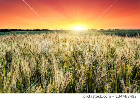 wheat 134468482