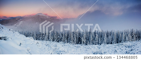 winter winter 134468805