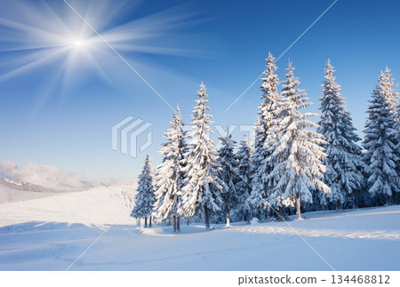 winter winter 134468812