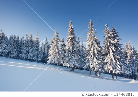 winter winter 134468813