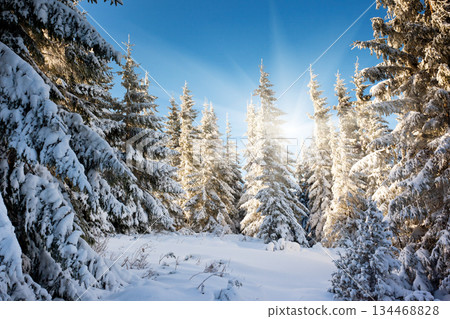 winter winter 134468828