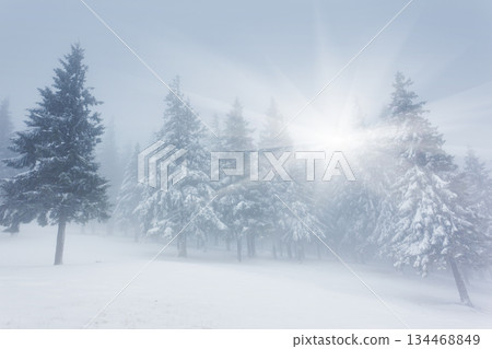 winter 134468849