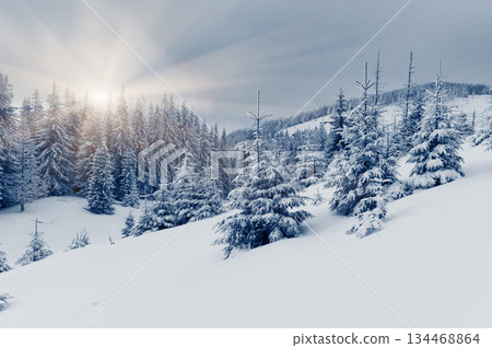 winter 134468864