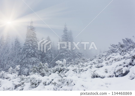 winter winter 134468869