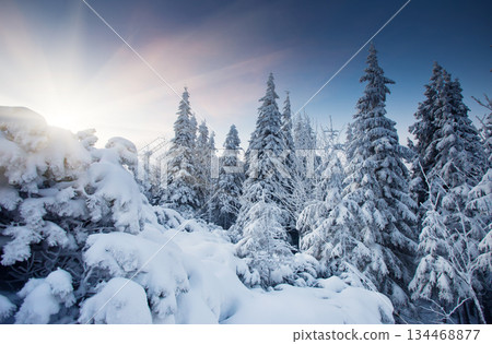 winter 134468877