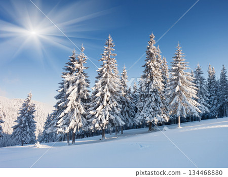 winter 134468880