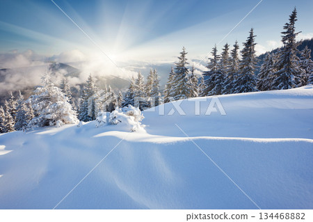 winter winter 134468882