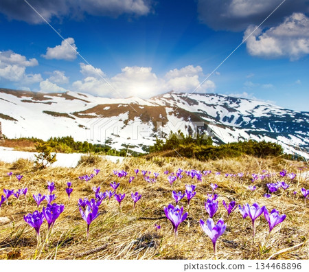 flower flower 134468896