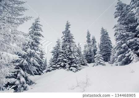 winter winter 134468905