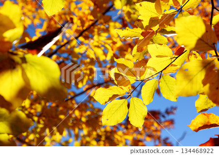 leaves leaves 134468922