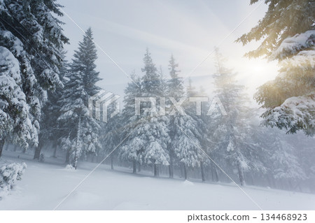 winter 134468923