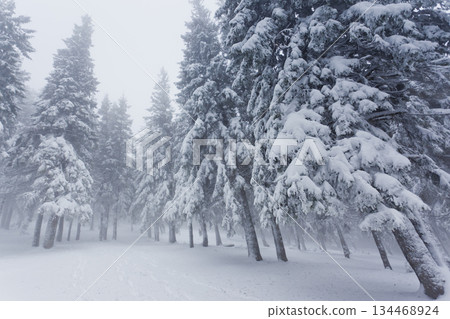 winter winter 134468924