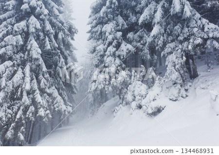 winter winter 134468931