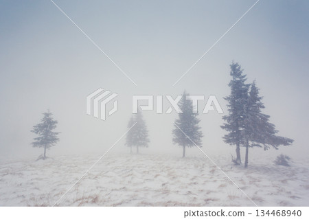 winter 134468940