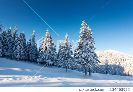 winter winter 134468953