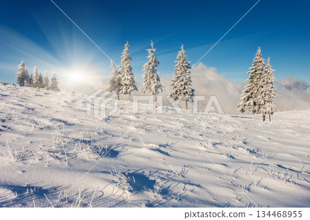 winter winter 134468955