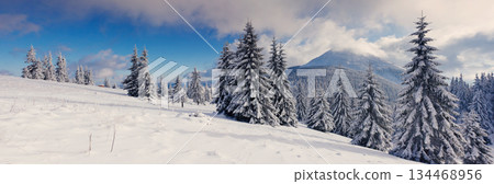 winter 134468956
