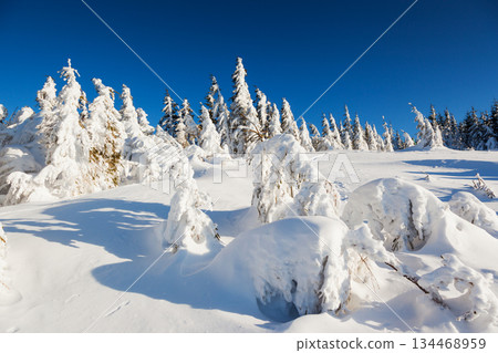 winter winter 134468959