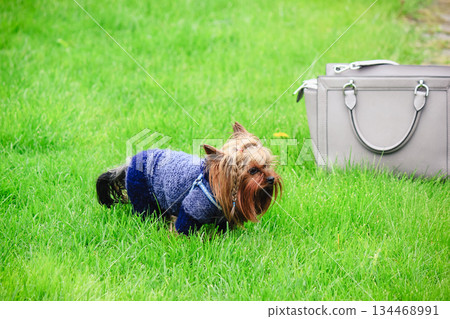 Cute Yorkshire Terrier in a blue knitted sweater standing on green grass next to a stylish handbag 134468991