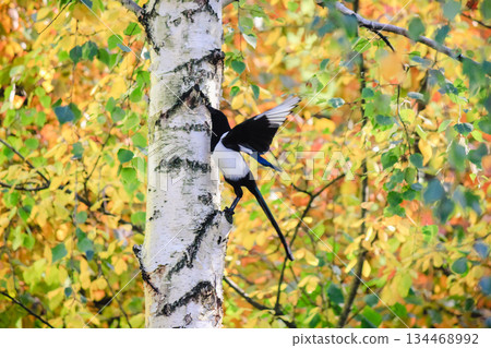 Eurasian magpie perched on a white birch tree trunk with colorful autumn foliage in the background Eurasian magpie perched on a white birch tree trunk with colorful autumn foliage in the background 134468992