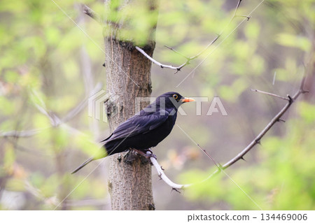 Male blackbird with a bright orange beak perching on a tree branch in a spring forest 134469006