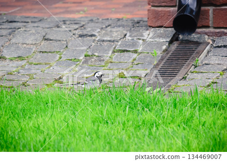 White wagtail walking on a mossy cobblestone pavement in search of food. Nature in the city 134469007