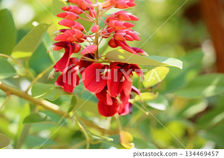 Vivid American deigo flowers Vivid American deigo flowers 134469457