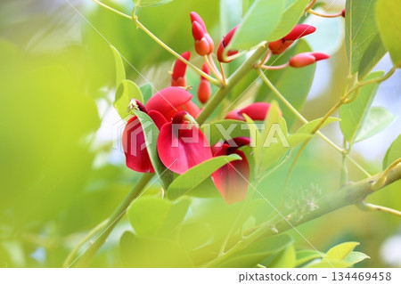 Vivid American deigo flowers Vivid American deigo flowers 134469458