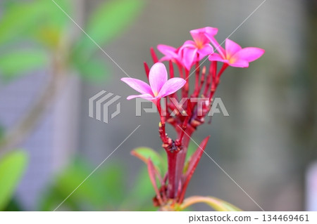 Cute plumeria flower Cute plumeria flower 134469461