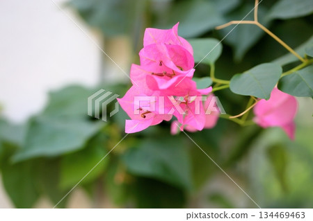 Refreshing Pugenvillea flowers Refreshing Pugenvillea flowers 134469463