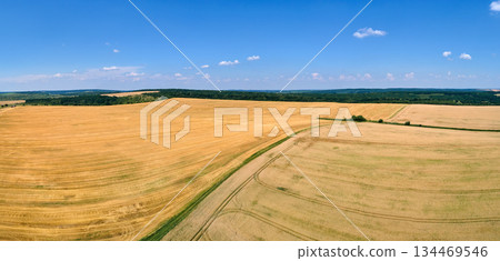 Aerial landscape view of yellow cultivated agricultural field with ripe wheat on bright summer day 134469546