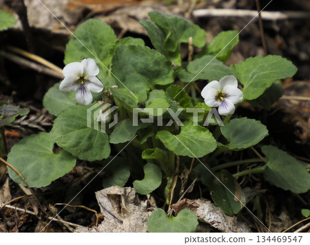 Two white-flowered violets 134469547
